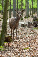 Rothirsch (Cervus elaphus) in Deutschland