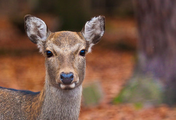 Rothirsch (Cervus elaphus) in Deutschland © Jearu