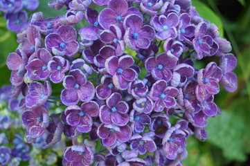 Hortensia Hydrangea