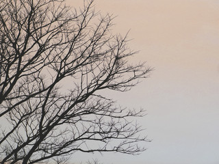 silhouette branch tree with colorful sky background