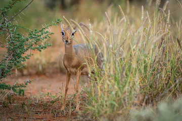 Kirk-Dikdik (Madoqua kirkii) in Namibia