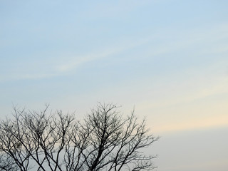 Fototapeta na wymiar dry branch tree silhouette with sunset of sky background