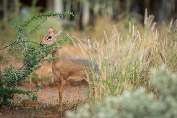 Kirk-Dikdik (Madoqua kirkii) in Namibia