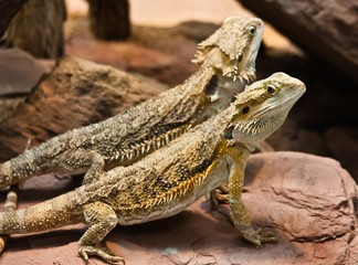 Streifenköpfige Bartagamen im Zoo