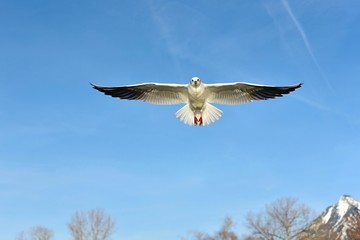 seegull flying in the sky