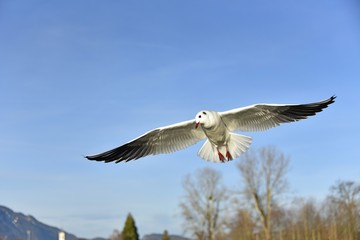 seegull flying in the sky