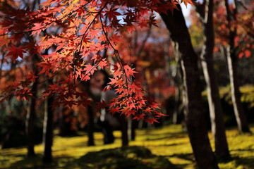 紅葉の風景
