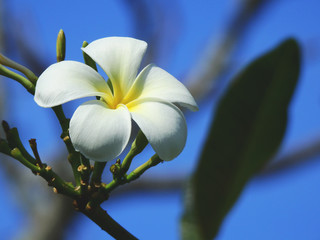 Fototapeta na wymiar white plumeria flower with blue sky background