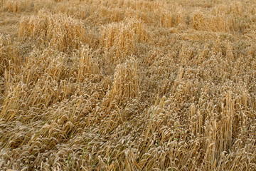 Weizenfeld nach dem Sturm