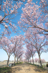 清々しい青空に桜並木