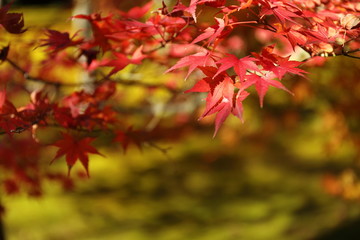 紅葉の風景
