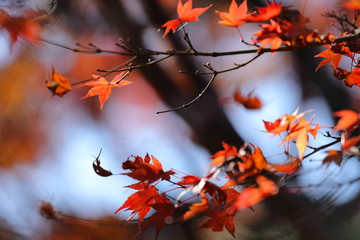 紅葉の風景