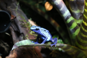 Dendrobates azureus