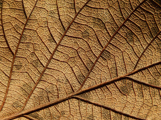 Naklejka na ściany i meble dry brown leaves texture