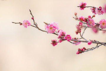 華やかな梅