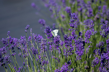 colorfull butterfly perched on the end of a lavender flower