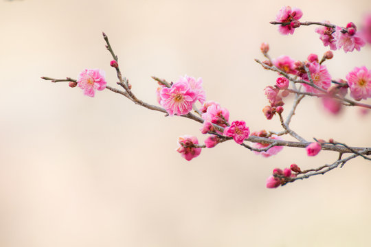 梅 の画像 601 117 件の Stock 写真 ベクターおよびビデオ Adobe Stock