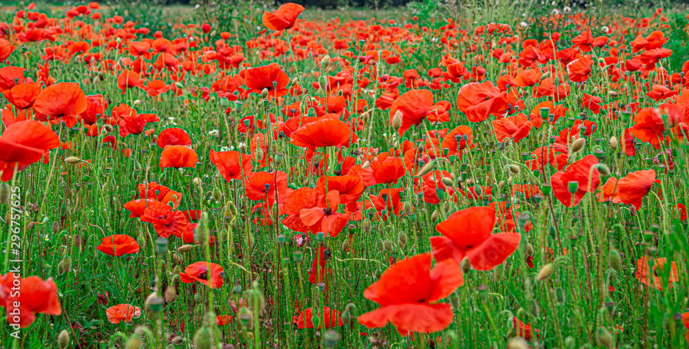 Wall mural Red Poppies in Flanders Fields symbol for remembrance Day WW1 - For textured soft backdrops.