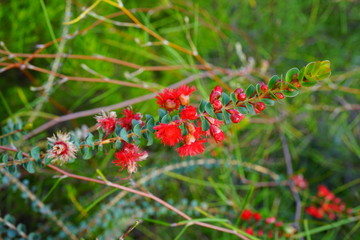 View of a Verticordia feather flower in Australia