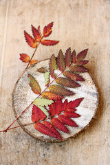 autumn leaves on rustic wooden texture background. fall season concept. minimalistic autumn composition. copy space