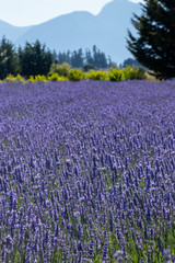 bright purple lavender flowers in full bloom on a farm