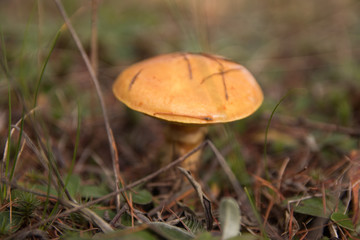 grzyb w ziemi © Piotr