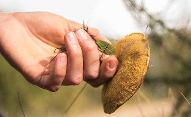 grzyb w dłoni © Piotr