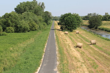 Ein feldweg führ zwischen felden, zwei grüne bäume sind auch zu sehen