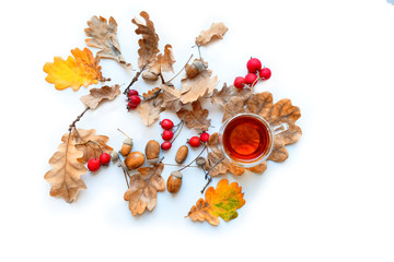 autumn background. harvest season. Tea cup, acorns, autumnal leaf, nuts and cones on white template. autumn holiday, fall time, thanksgiving concept. top view. copy space. 