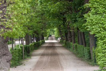 Park alley, Vienna, Austria.