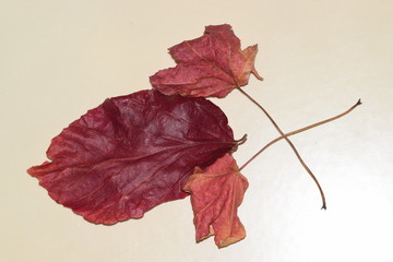 Jesienne liście w kolorze czerwonym © Katarzyna