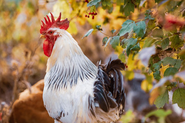 beautiful young cock on a farm