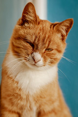 adult beautiful ginger cat is sitting near the window