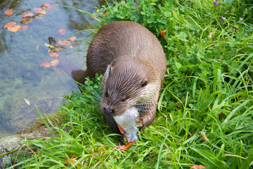 Wild eurasian otter eating fish