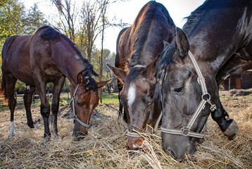 three beautiful brown horses on a farm