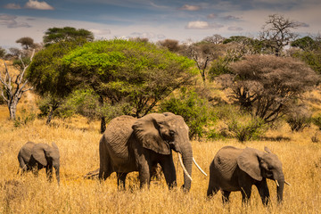 Family of African elephants in the grass passing by in Serengeti national park. Tanzania. Amazing blue sky and green tree and yellow grass
