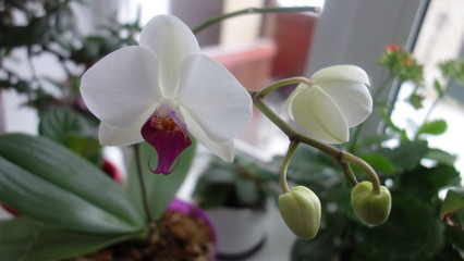 Цветок орхидея белая