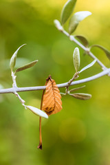 One yellow autumnal leaf laying among green little leaves.