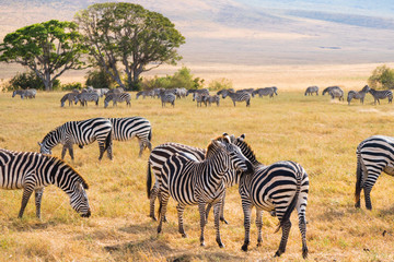 Herd of Zebra in Ngorongoro National Park. Eating grass, green tree in the background