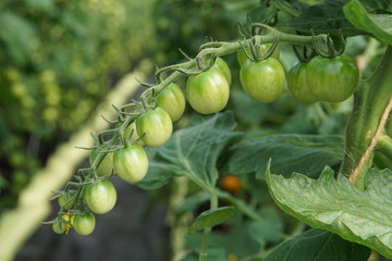 Unripen tomatoes