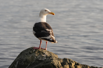 Bird of Pacific gull standing on rocky shore of Pacific Ocean and looking around. Wildlife, wild animals living on seashore of Pacific Coast of Kamchatka Peninsula. Russian Far East, Avachinskaya Bay.