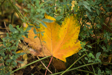 One yellow autumnal leaf laying among green little leaves.