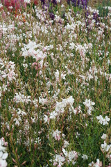 Gaura lindheimeri Gaura the bride