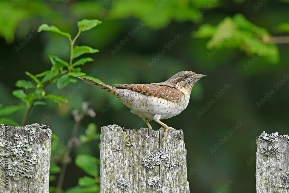 Wall mural Wendehals (Jynx torquilla) - Eurasian wryneck