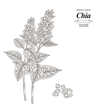 Chia plant hand drawn. Chia flowers and seeds isolated on white background. Medical gerbs collection. Vector illustration. Black and white engraving.
