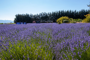 bright purple lavender flowers in full bloom on a farm