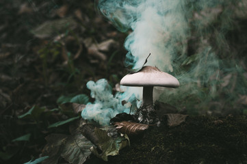 Dark moody forest picture - poisonous mushroom covered in smoke - toxic nature