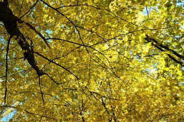  yellowed tree crowns