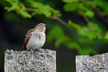 Wendehals (Jynx torquilla) - Eurasian wryneck