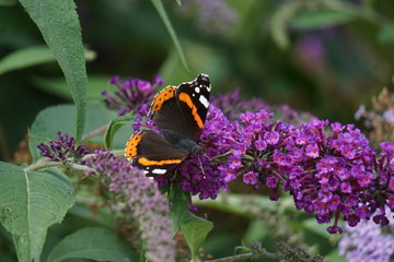 Red Admiral on buddleja 